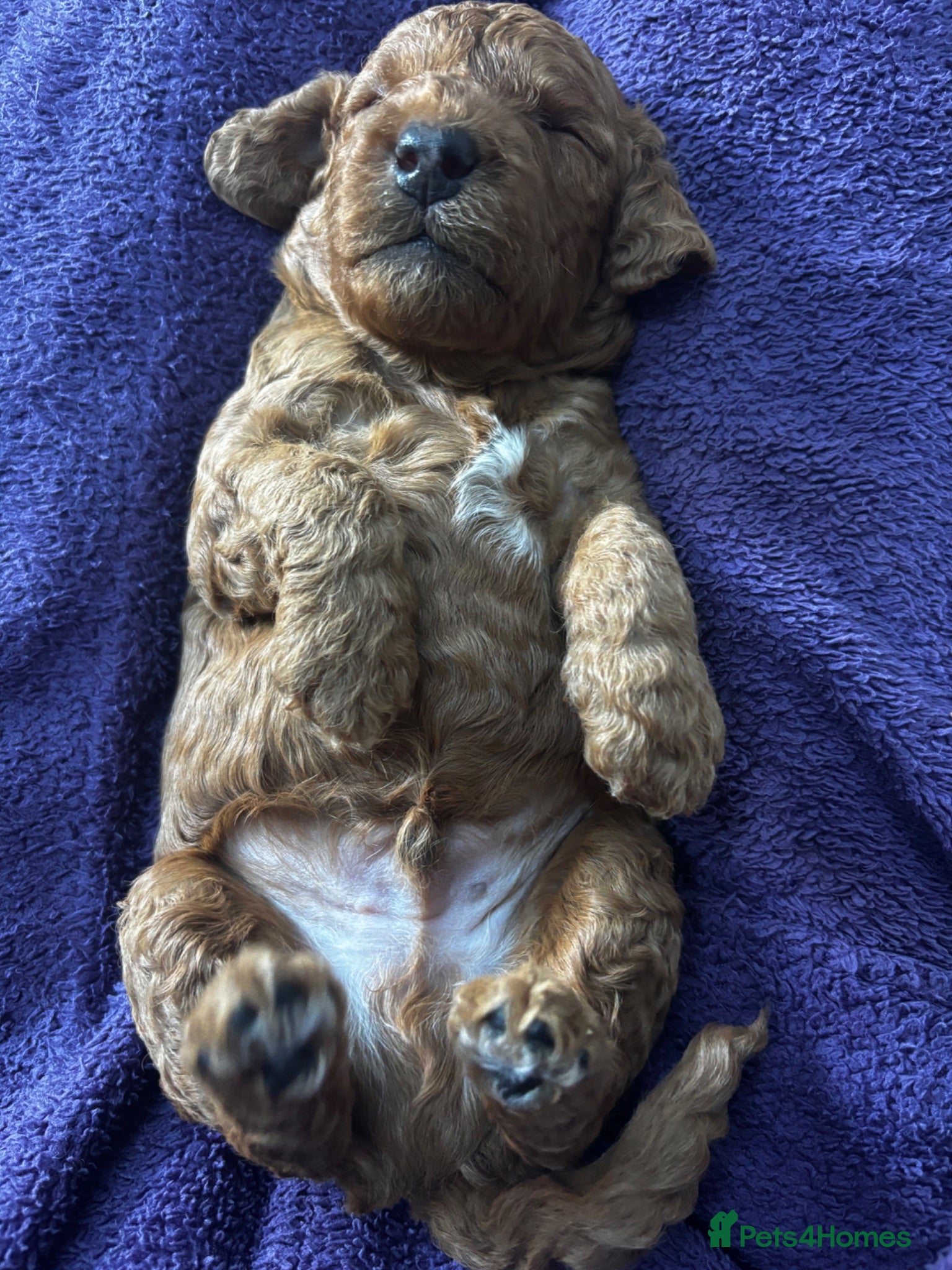 Cockapoo dogs Outstanding Cockapoo Puppies – Raised in my home. - Advert 2