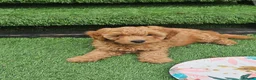 Cavapoo dogs for sale: Litter of 6 cavapoos - Advert 13