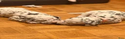 Dalmatian dogs for sale: 6 Dalmatian Puppies for Sale  in Heathfield - Advert 26