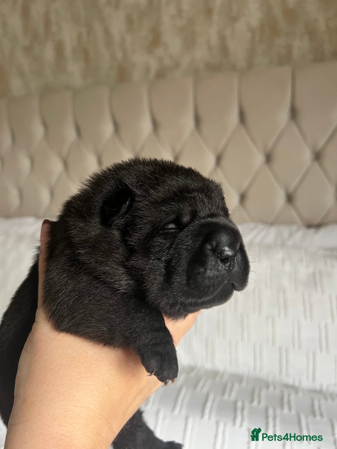 Mixed Breed dogs for sale: ChowPei Pups  - Advert 23