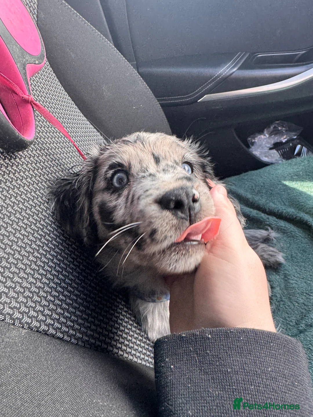 Mixed Breed dogs for sale: Stevie  - Advert 5