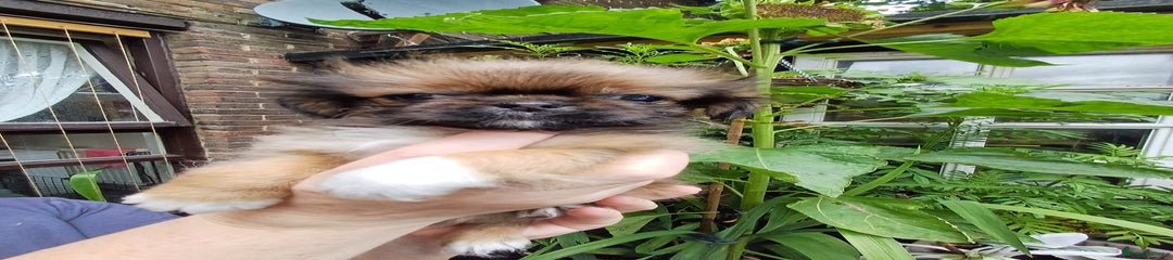 Pekingese Puppy 2