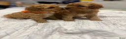 Maltipoo dogs for sale: Beautiful maltipoo puppy for sale - Advert 2