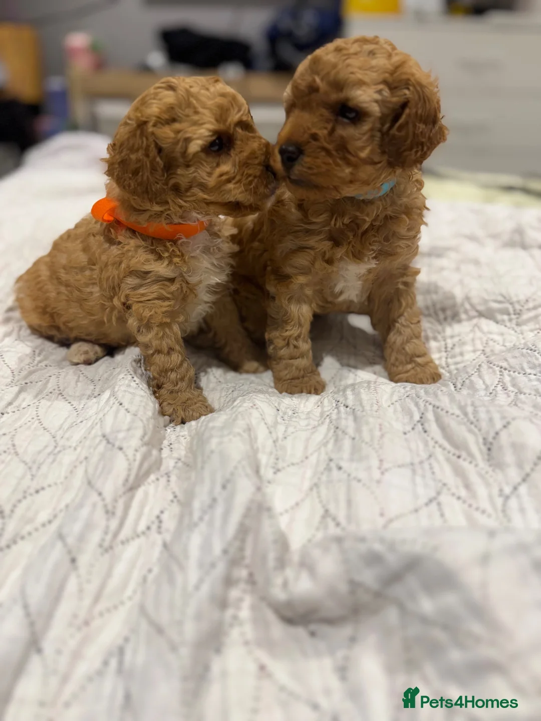 Maltipoo dogs for sale: Beautiful maltipoo puppy for sale - Advert 2