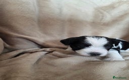 Biewer Terrier dogs for sale: Biewer Yorkshire Terrier  - Image 15