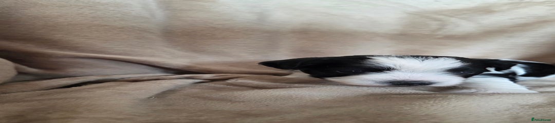 Biewer Terrier Puppy 1 yellow collar 