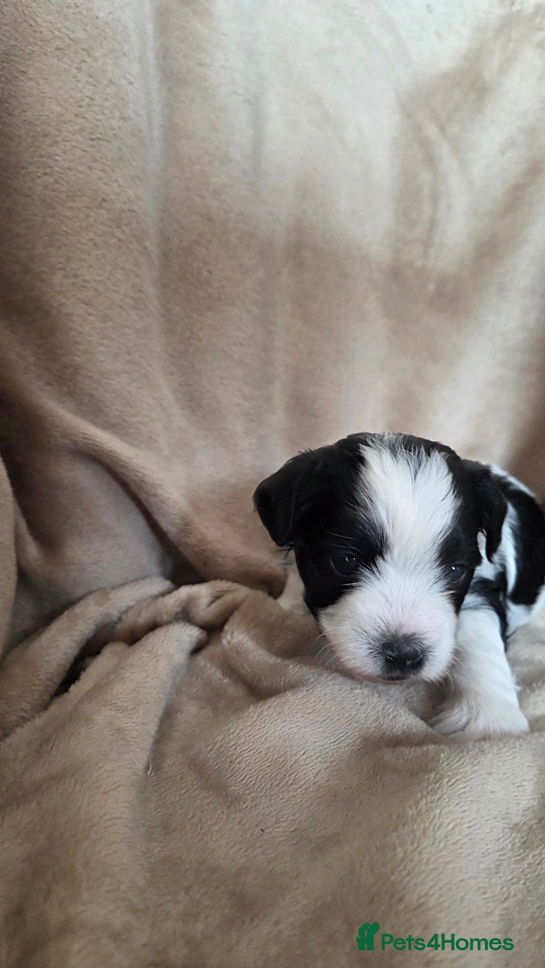 Biewer Terrier dogs for sale: Biewer Yorkshire Terrier  - Image 15