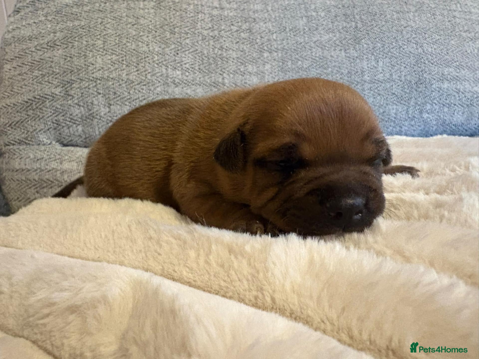 Staffordshire Bull Terrier dogs for sale: 🧸RED STAFFORDSHIRE BULLTERRIER BOY🧸 - Advert 2