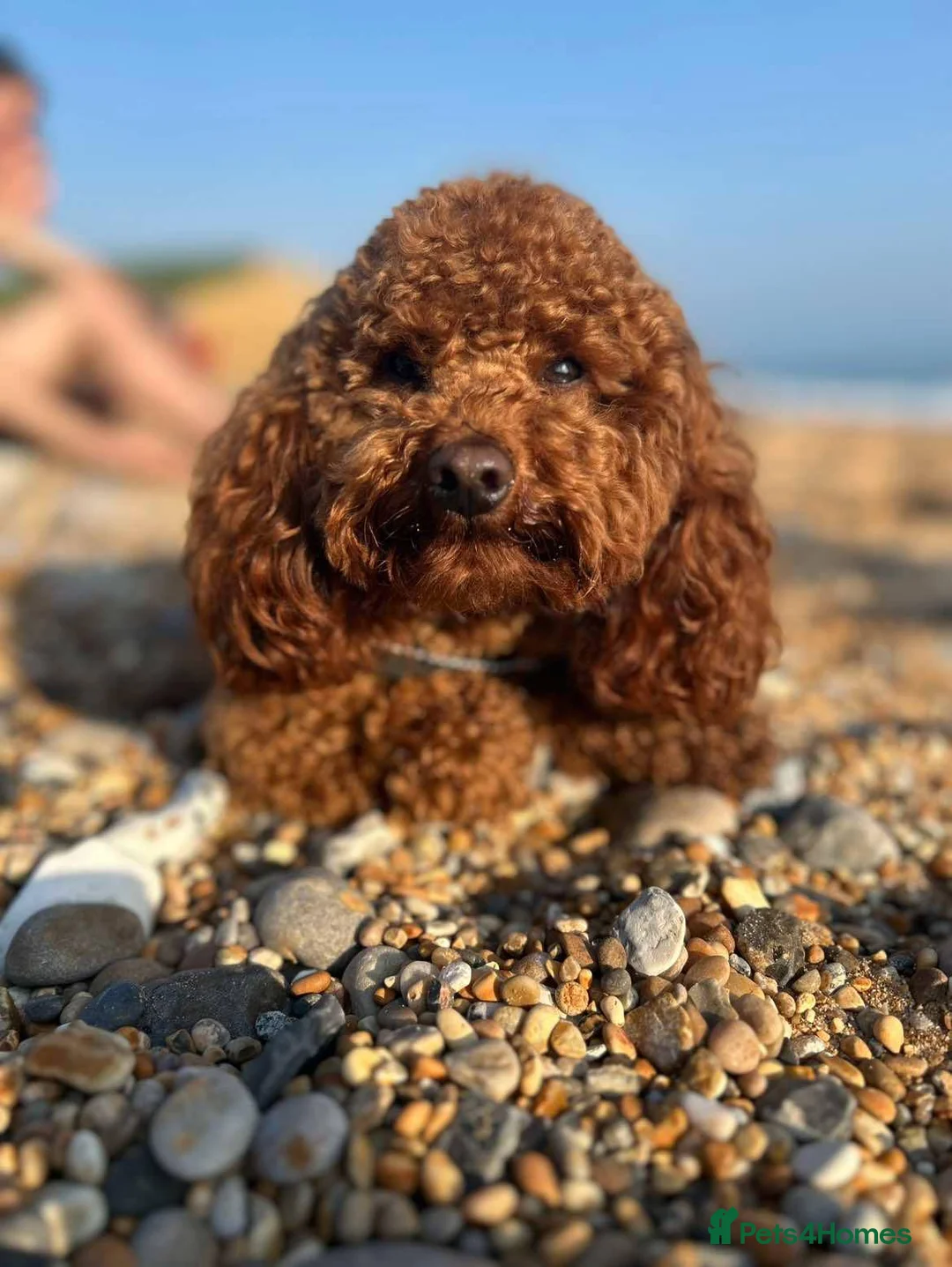 Toy Poodle dogs for stud: Ralph - Stud KC registered Toy Poodle  in Swadlincote - Advert 2