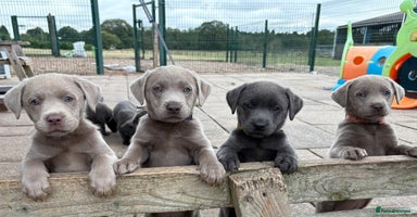Labrador Retriever dogs - Advert 10