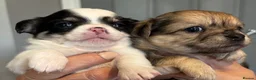 Chihuahua dogs for sale: Stunning chihuahua pups available boy&girl  - Advert 16