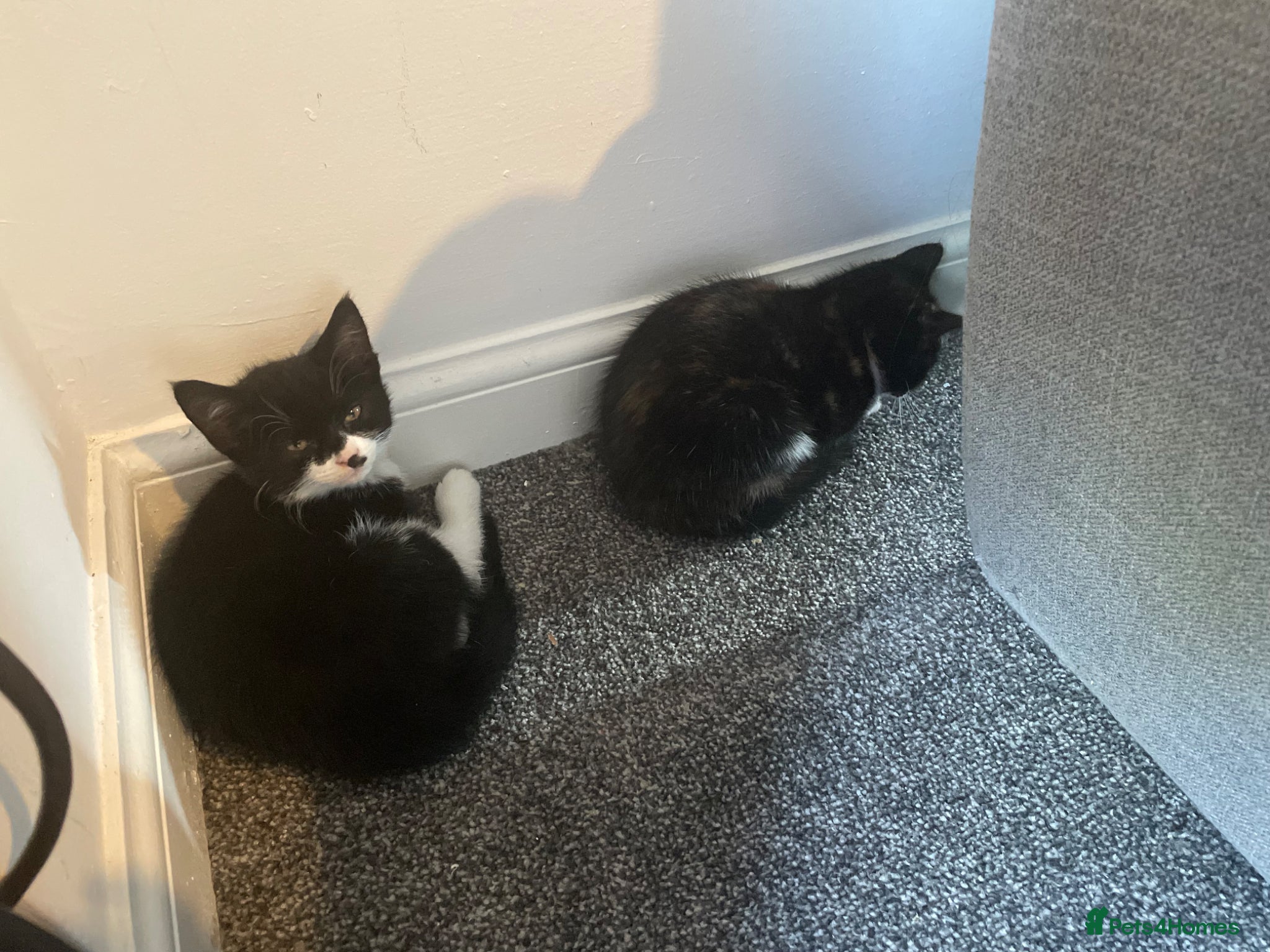 British Shorthair cats 2 kittens  - Advert 1