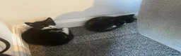 British Shorthair cats for sale: 2 kittens  in Diss - Advert 1