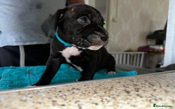 Mixed Breed dogs for sale: Cane corso X staff - Image 21