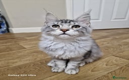 Maine Coon cats for sale: Pure maine coon - Image 28