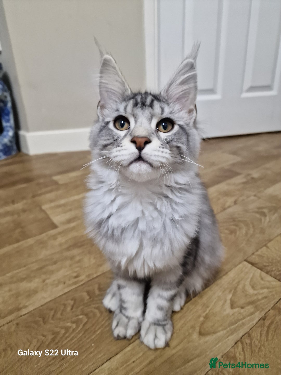 Maine Coon cats for sale: Pure maine coon - Image 28