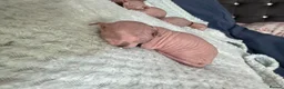 Sphynx cats for sale: ✨ Stunning 3 Elf Sphynx Kittens and one streight  - Advert 14