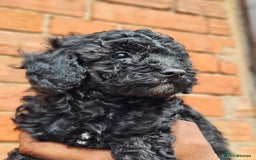 Miniature Poodle dogs for sale: 🐾 Hypoallergenic Mini Poodle Puppies 🐾 - Image 1