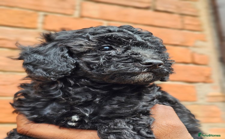 Miniature Poodle dogs - Advert 1