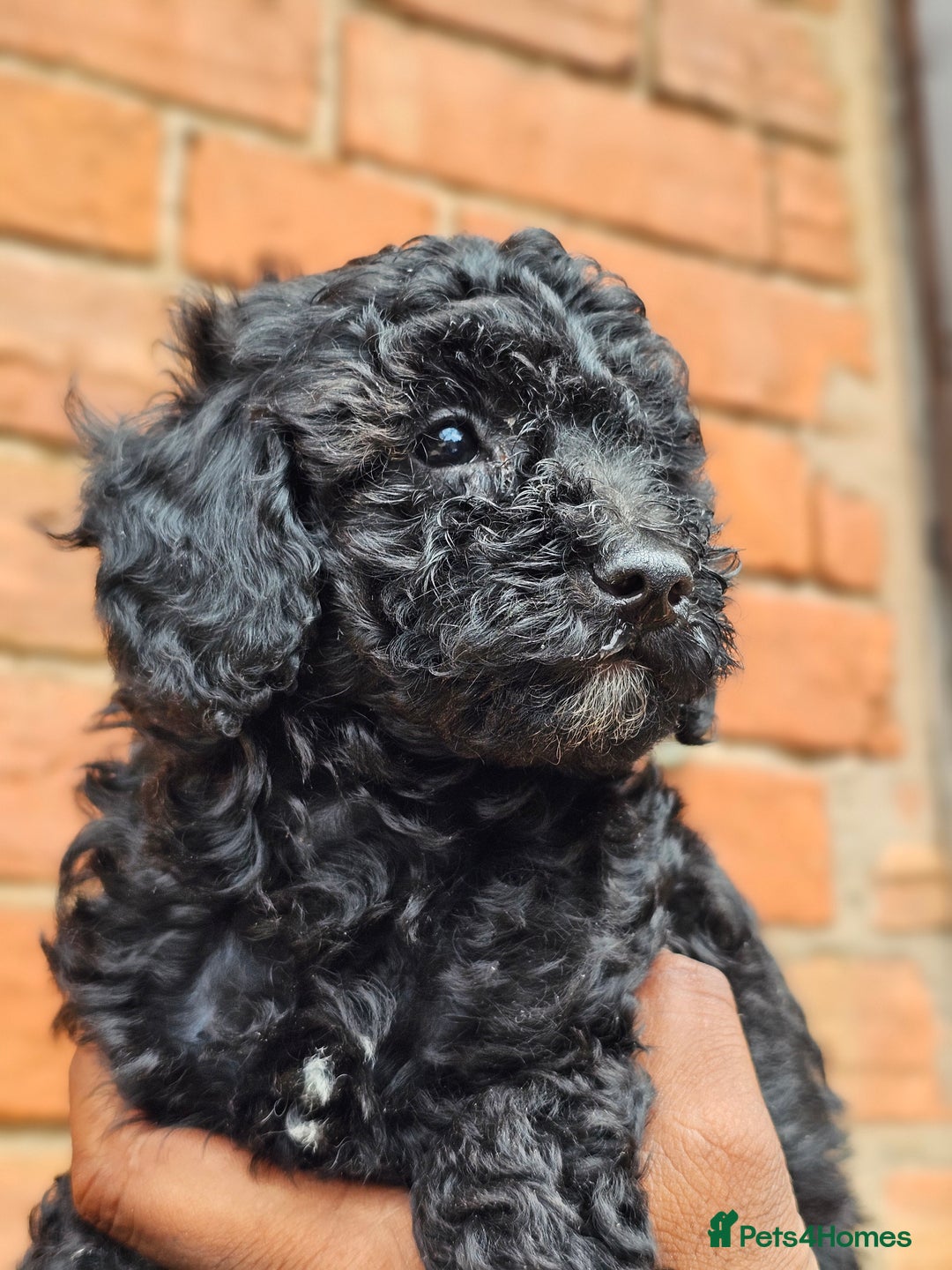 Miniature Poodle dogs for sale: 🐾 Hypoallergenic Mini Poodle Puppies 🐾 - Image 1