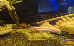 Other/Mixed Breed fish for sale: Free fish for rehoming - Image 4