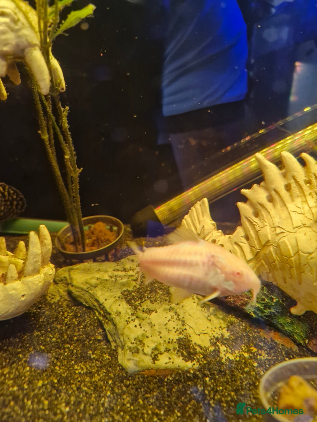 Other/Mixed Breed fish for sale: Free fish for rehoming - Image 4