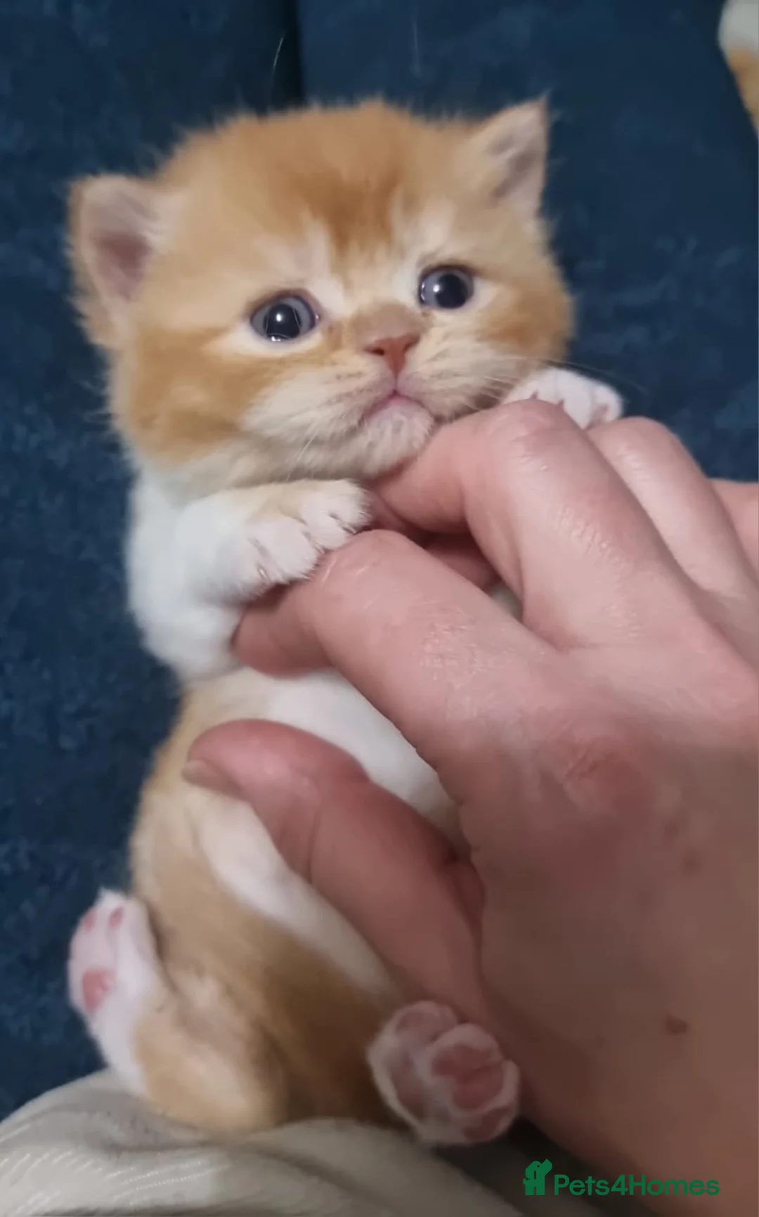 British Shorthair cats for sale: Pedigree Registered British Shorthair kittens   - Advert 11