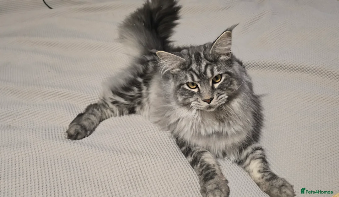 Maine Coon cats for stud: maine coon stud in Coventry - Advert 2