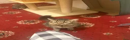Domestic Shorthair cats for sale: 2 boys  in Gateshead - Advert 4