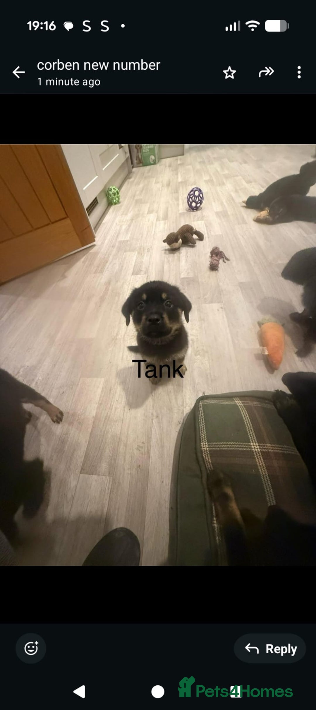 Mixed Breed dogs for sale: German shepherd x Rottweiler dogs for sale  - Advert 4