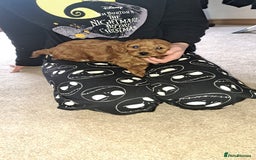 Cockapoo dogs for sale: Coockerpoo puppies  - Advert 9