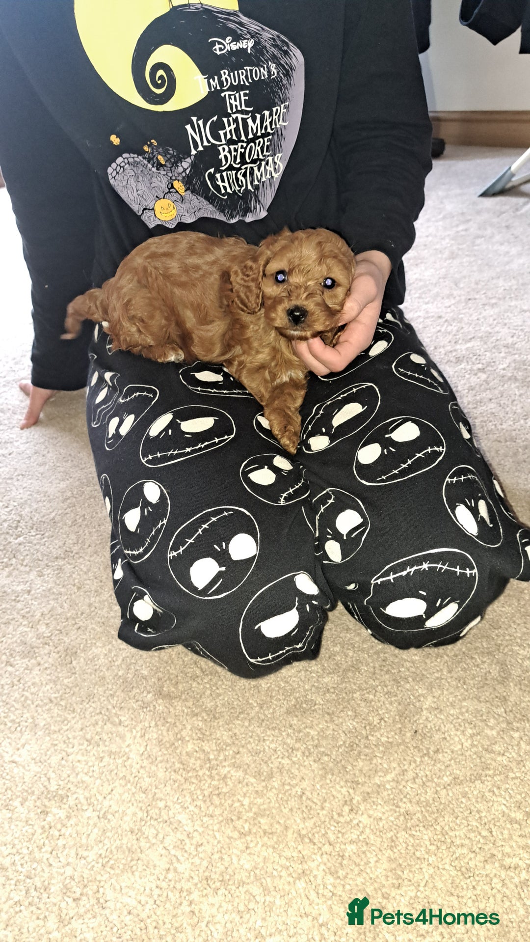 Cockapoo dogs for sale: Coockerpoo puppies  - Advert 9