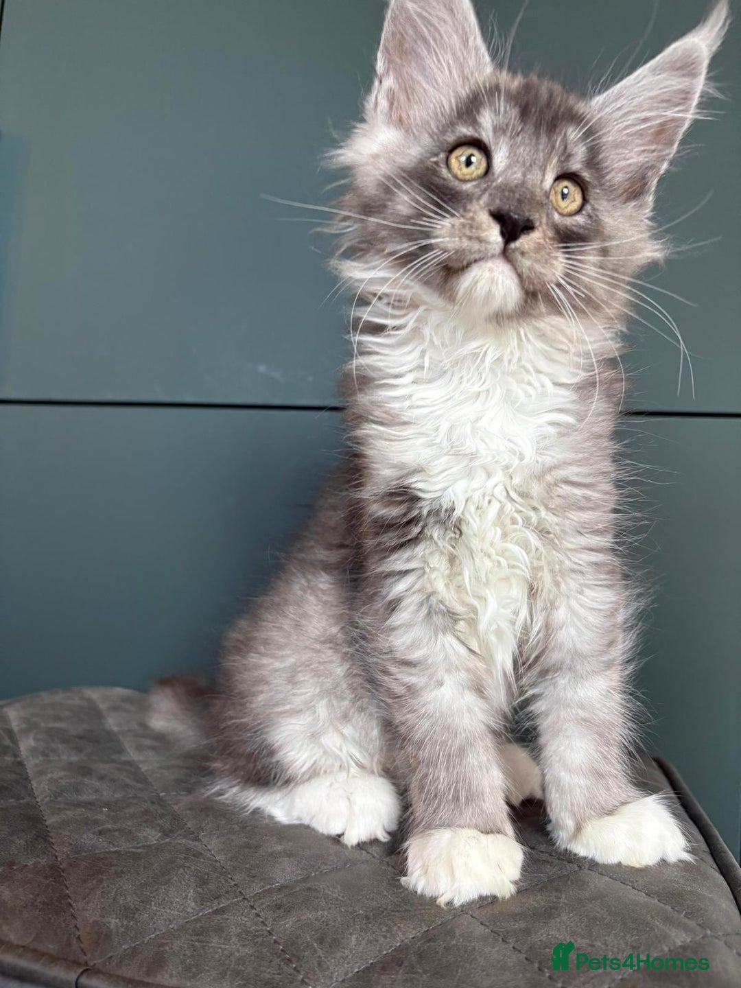 Maine Coon cats for sale: XL Maine Coon Kittens for Sale – TICA Reg - Advert 15