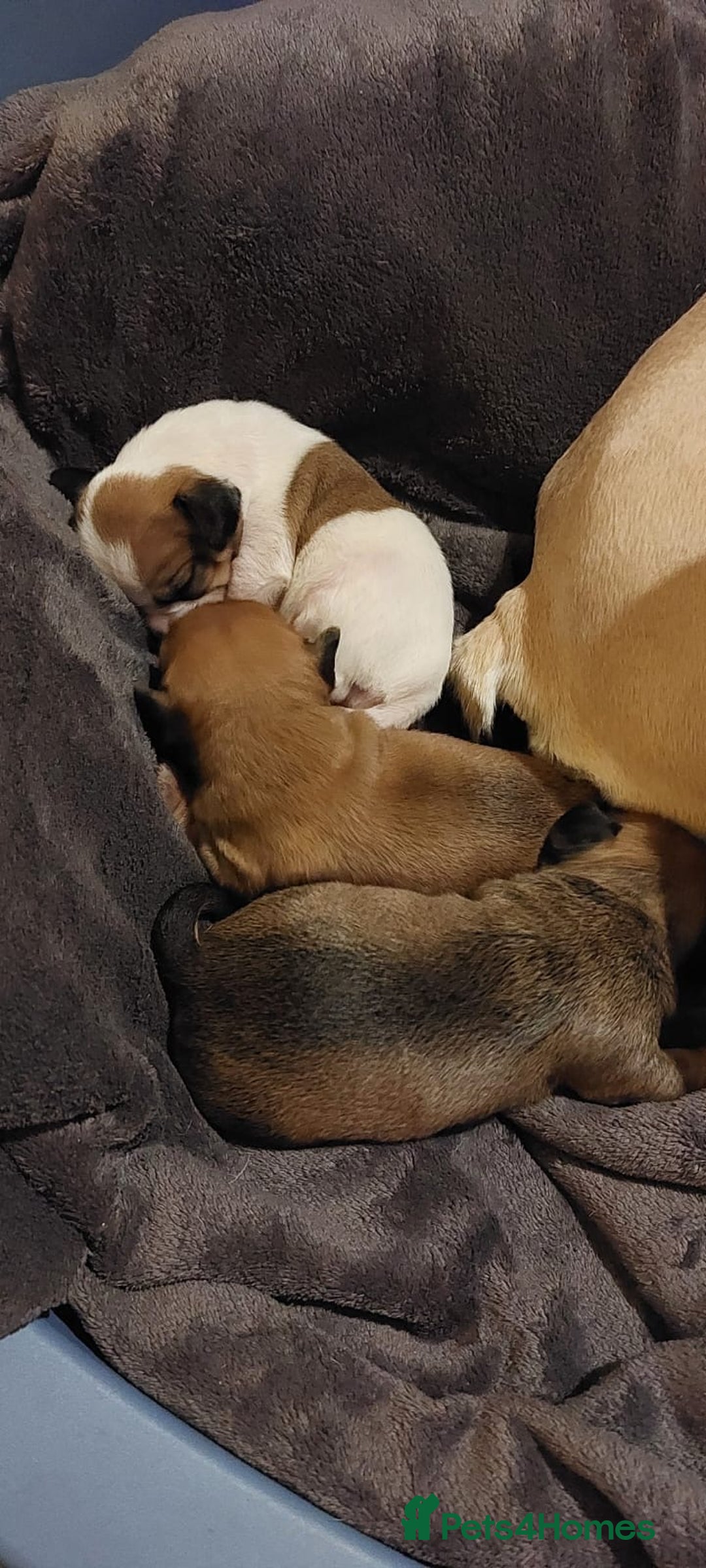 Mixed Breed dogs for sale: French bulldogs/cocker spaniel pups  - Advert 6