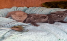British Shorthair cats for sale: Super GCCF Registered Kittens - Image 12