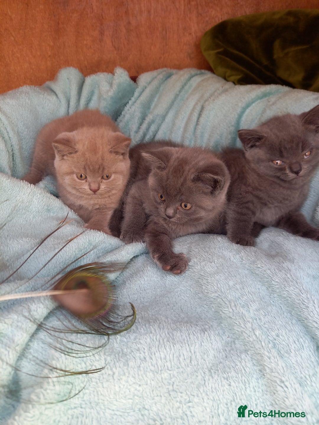 British Shorthair cats for sale: Super GCCF Registered Kittens - Image 12