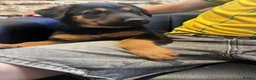 Dobermann dogs for sale: Beautiful litter of European Dobermann X - Advert 18