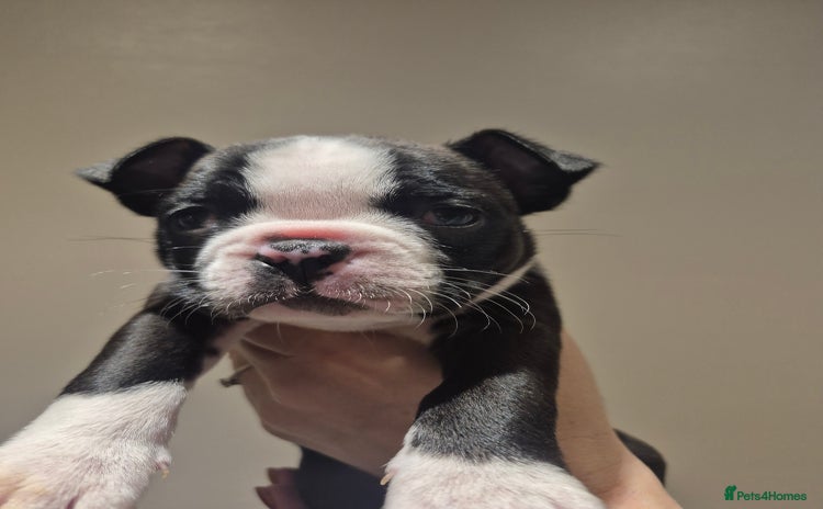 Boston Terrier dogs - Advert 4