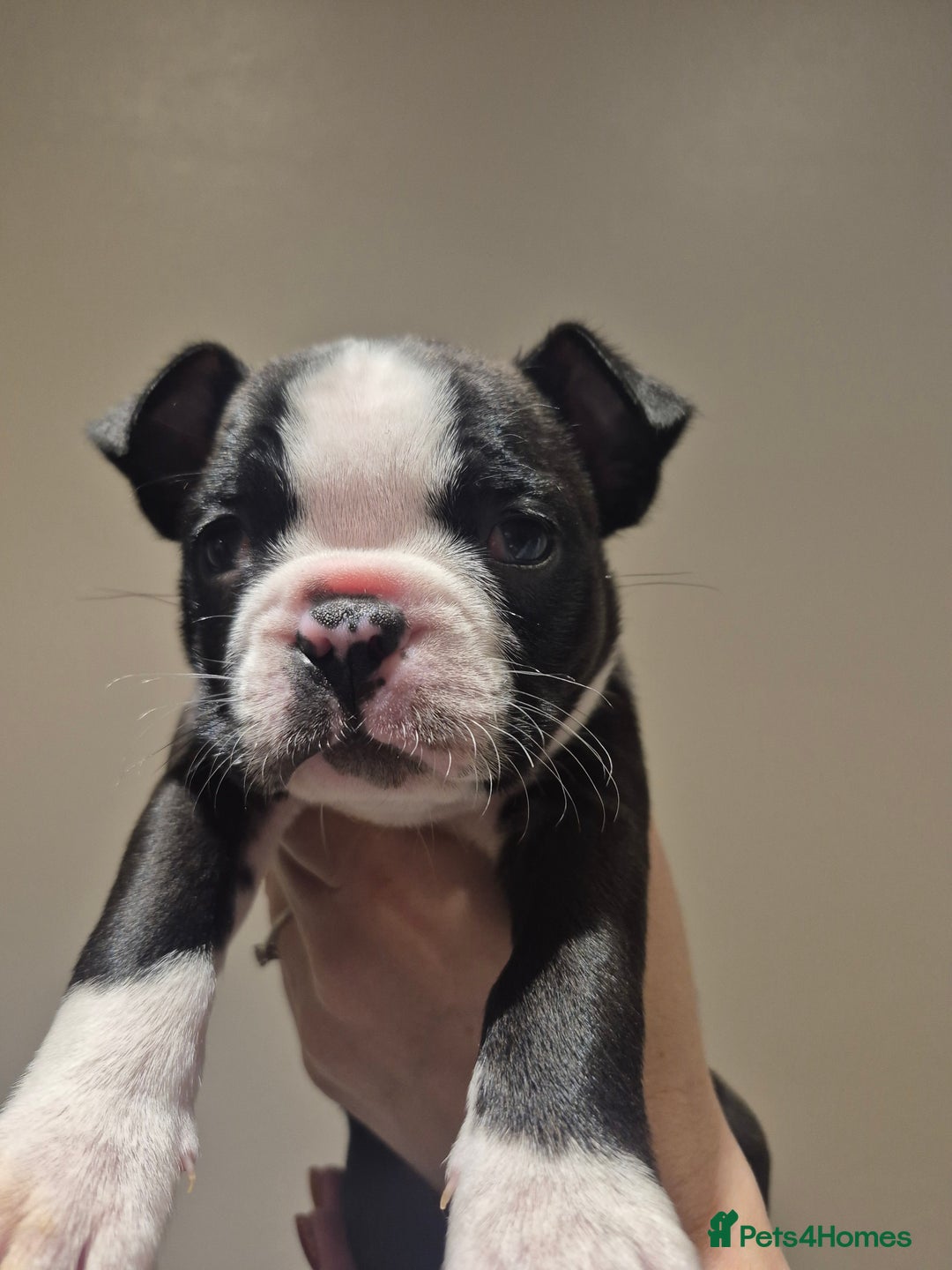 Boston Terrier dogs for sale: Ready to leave in time for the October holidays 😀 - Image 2