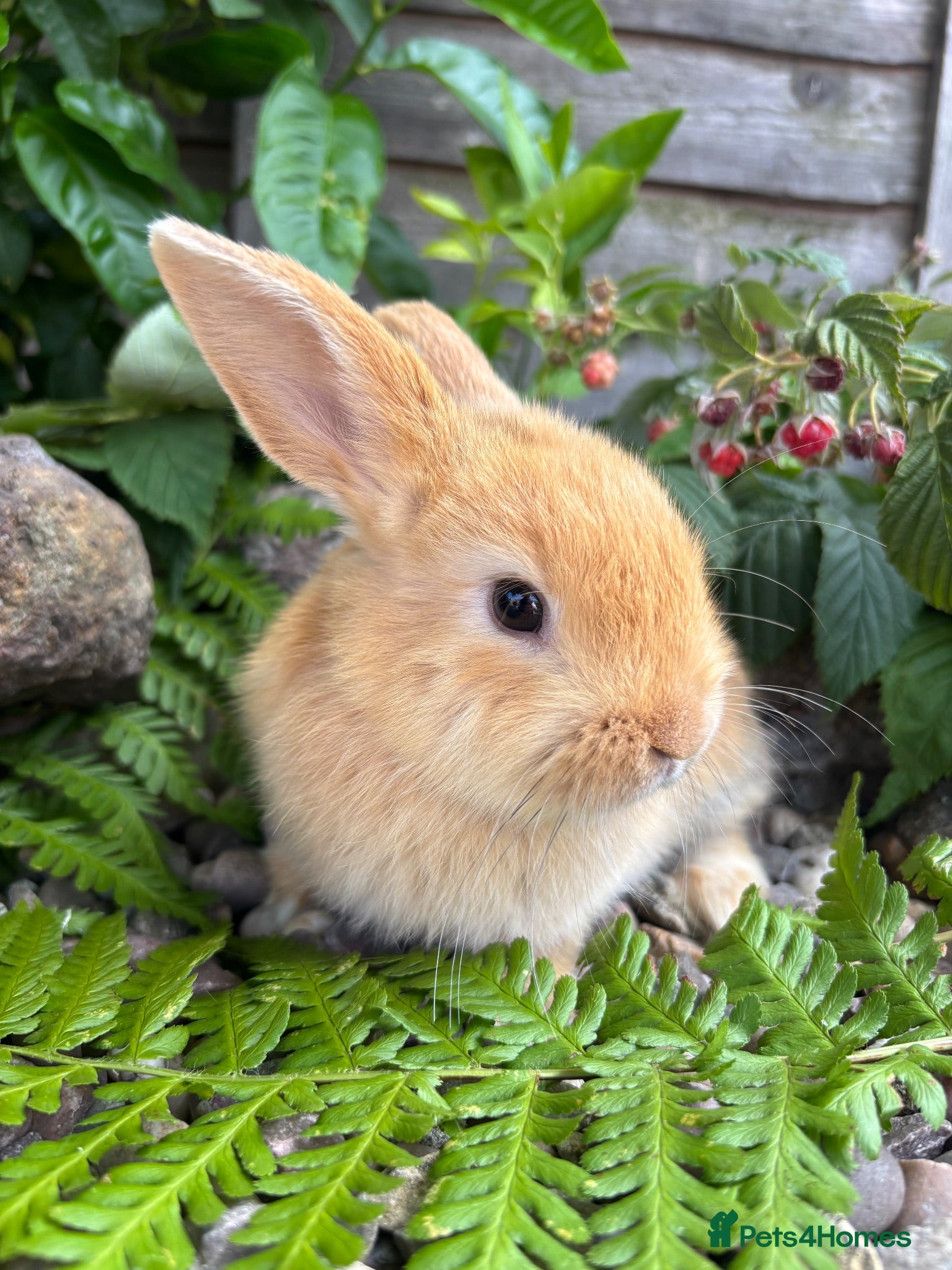 Mixed Breed rabbits netherland dwarf cross - orange / black  - Advert 1