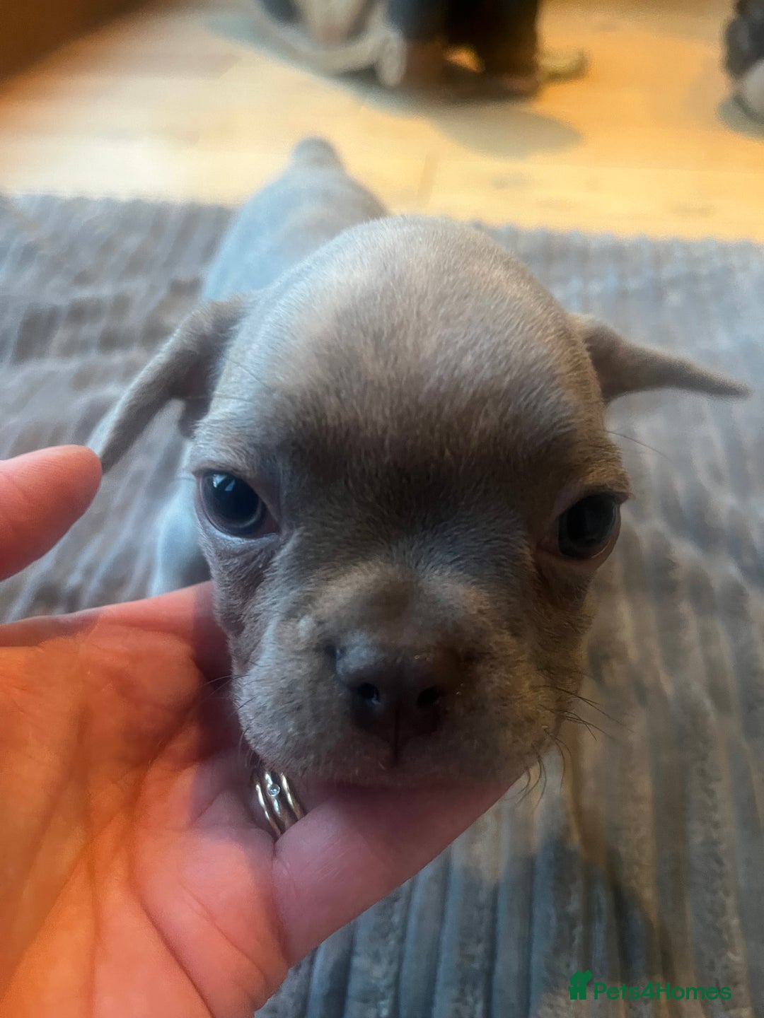 French Bulldog dogs for sale: French bull dog puppies  - Image 8