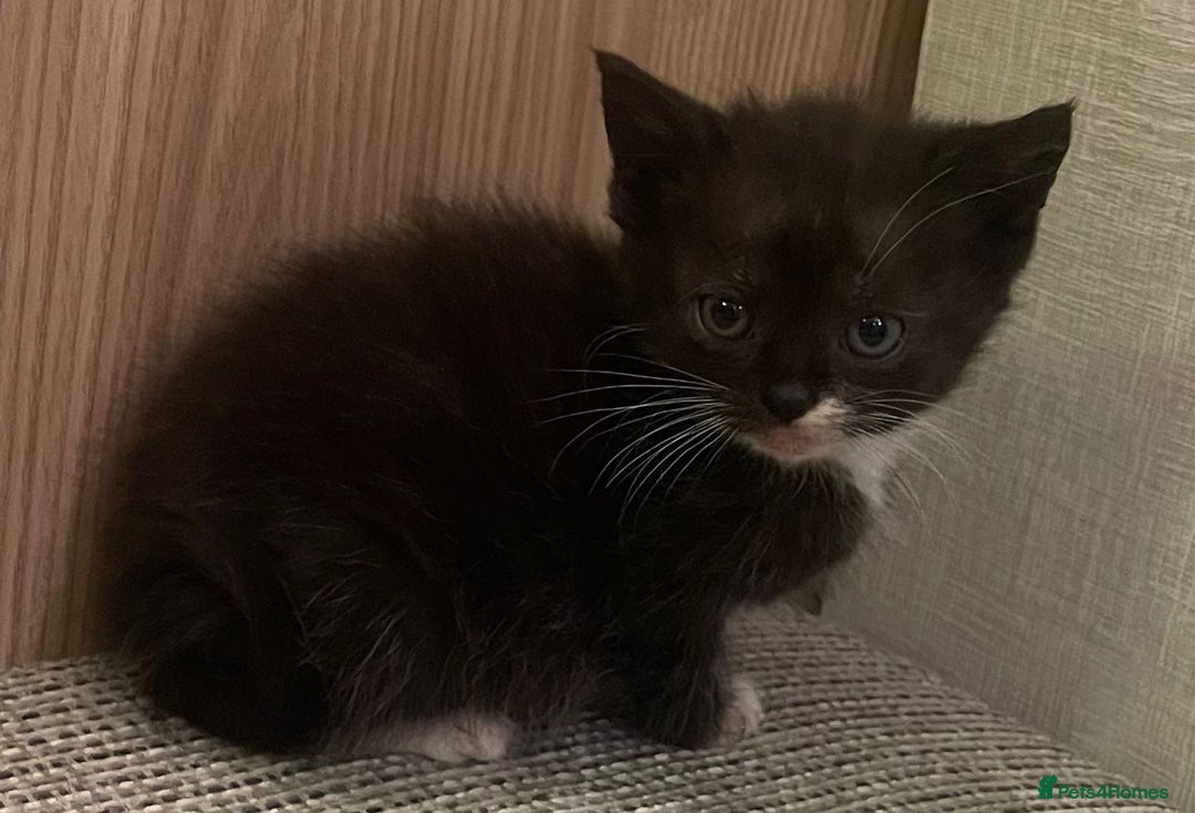 British Shorthair cats for sale: British Shorthair Kittens. - Advert 14