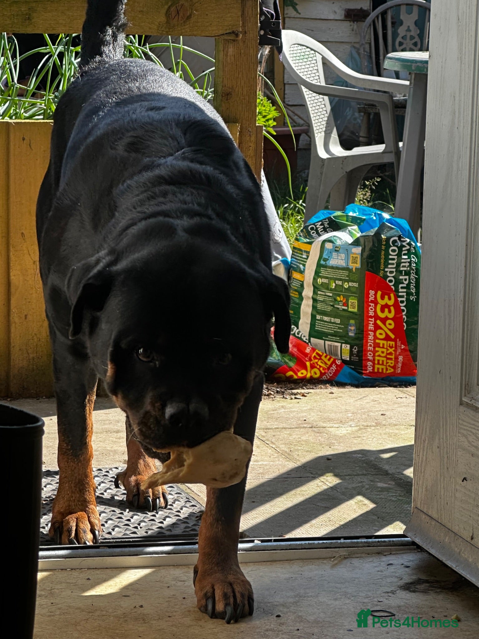 Rottweiler dogs Rottweiler Stud  - Advert 2