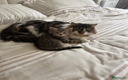 Mixed Breed cats for sale: 2 beautiful babies looking for new homes 💜💙 - Image 3