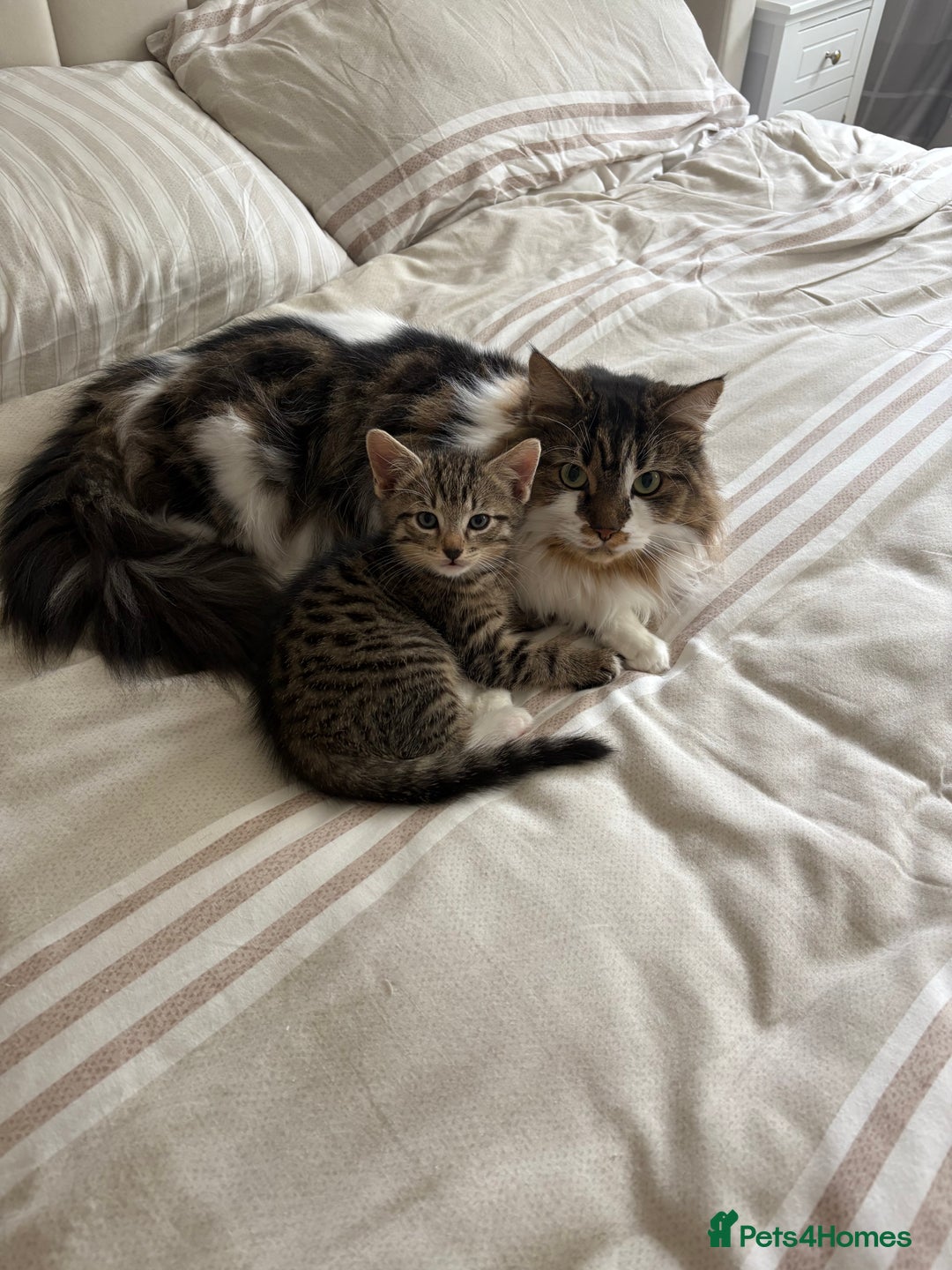Mixed Breed cats for sale: 2 beautiful babies looking for new homes 💜💙 - Image 3