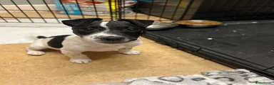Jack Russell Puppy 1