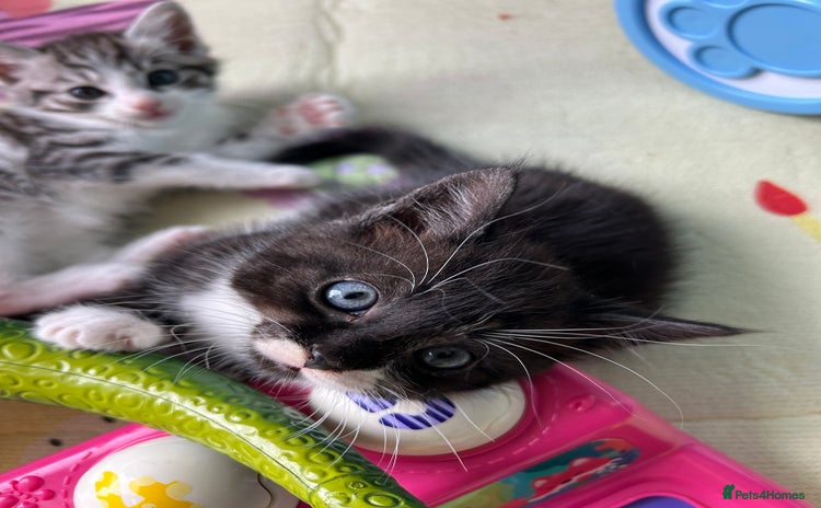 Mixed Breed cats - Advert 3