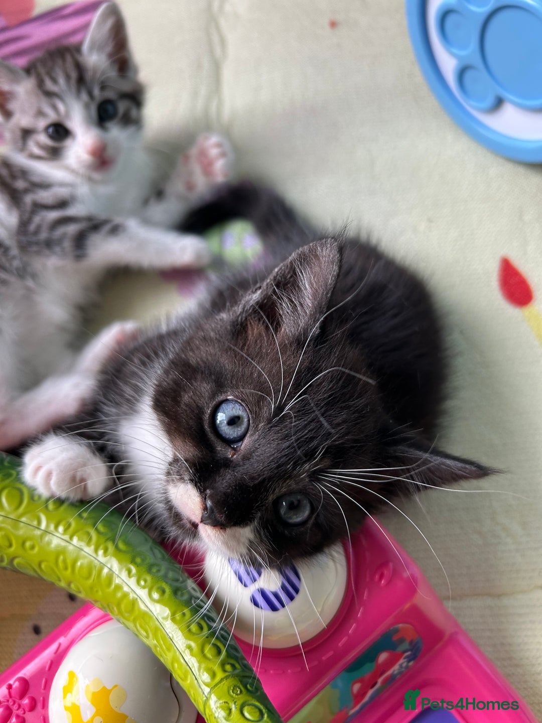 Mixed Breed cats for sale: 3 beautiful male kittens *READY NOW* - Image 1