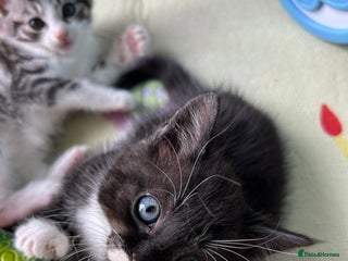 Mixed Breed cats - Advert 28