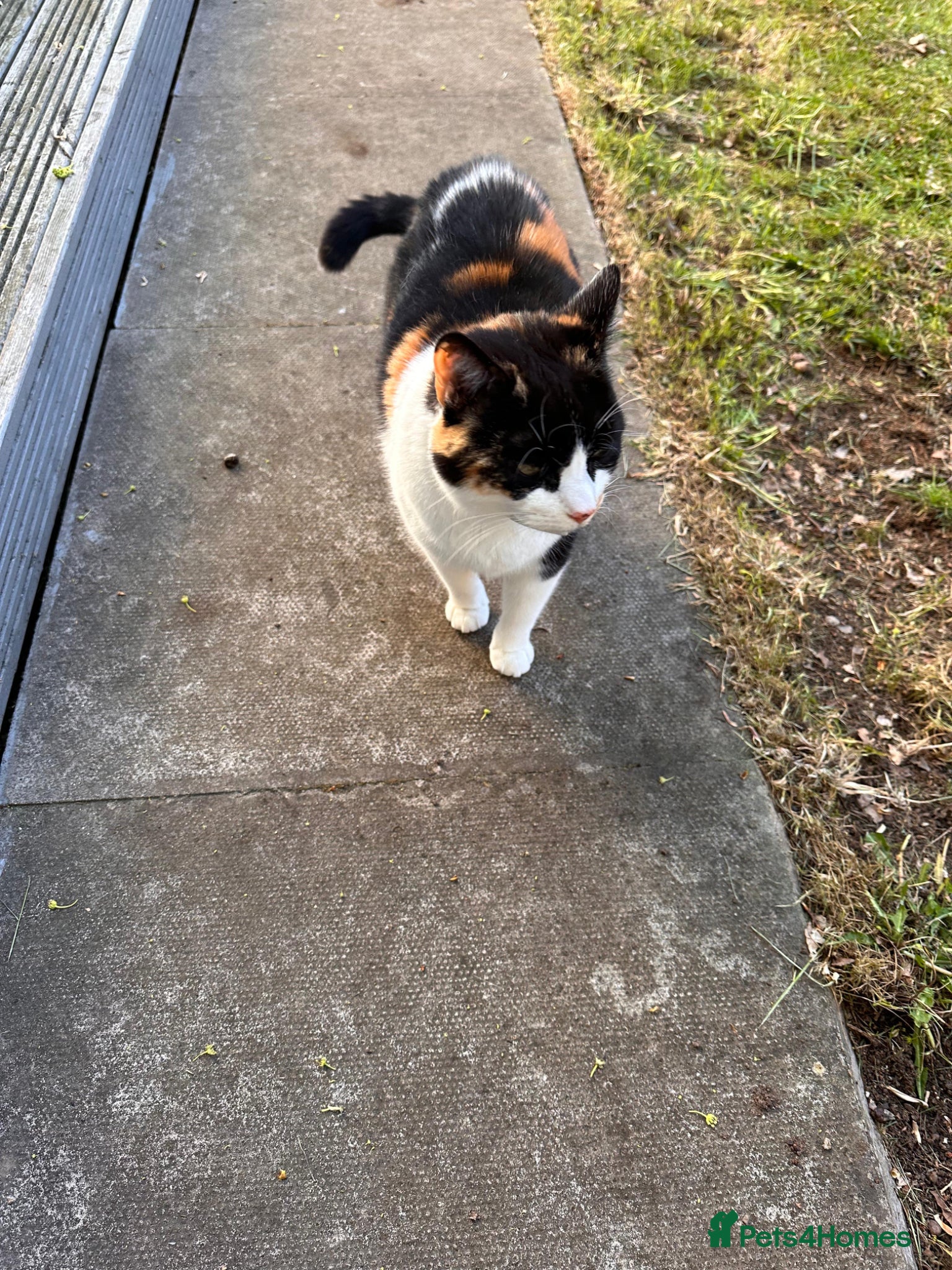 Domestic Shorthair cats Domestic Shorthair Cat looking for forever home - Advert 1